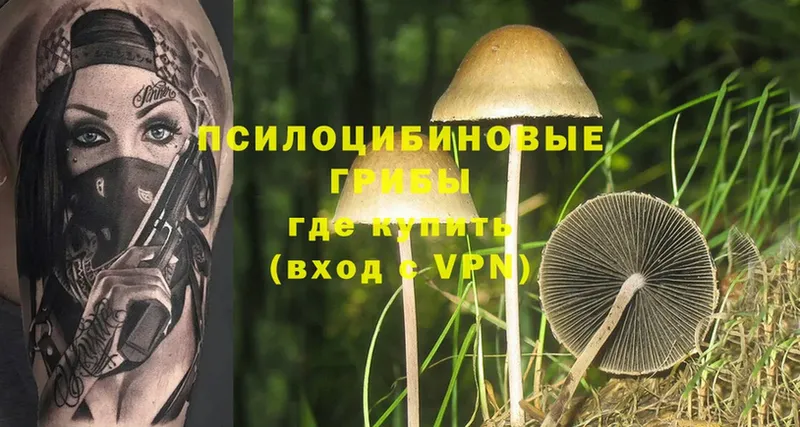 Псилоцибиновые грибы Psilocybe  купить закладку  Мирный 